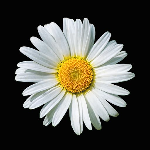 Daisy Logo